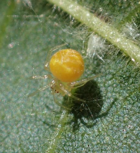 Réf. 263 263 : Paidiscura pallens